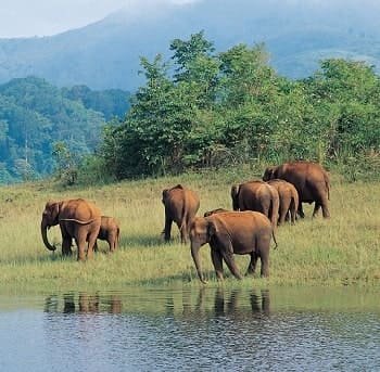 kerala-package-Thekkady