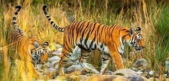 ranthambore-tiger